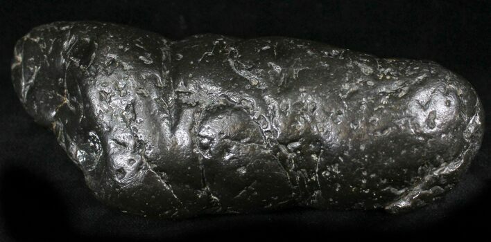 Shark Coprolite (Fossil Poo) - South Carolina #27332